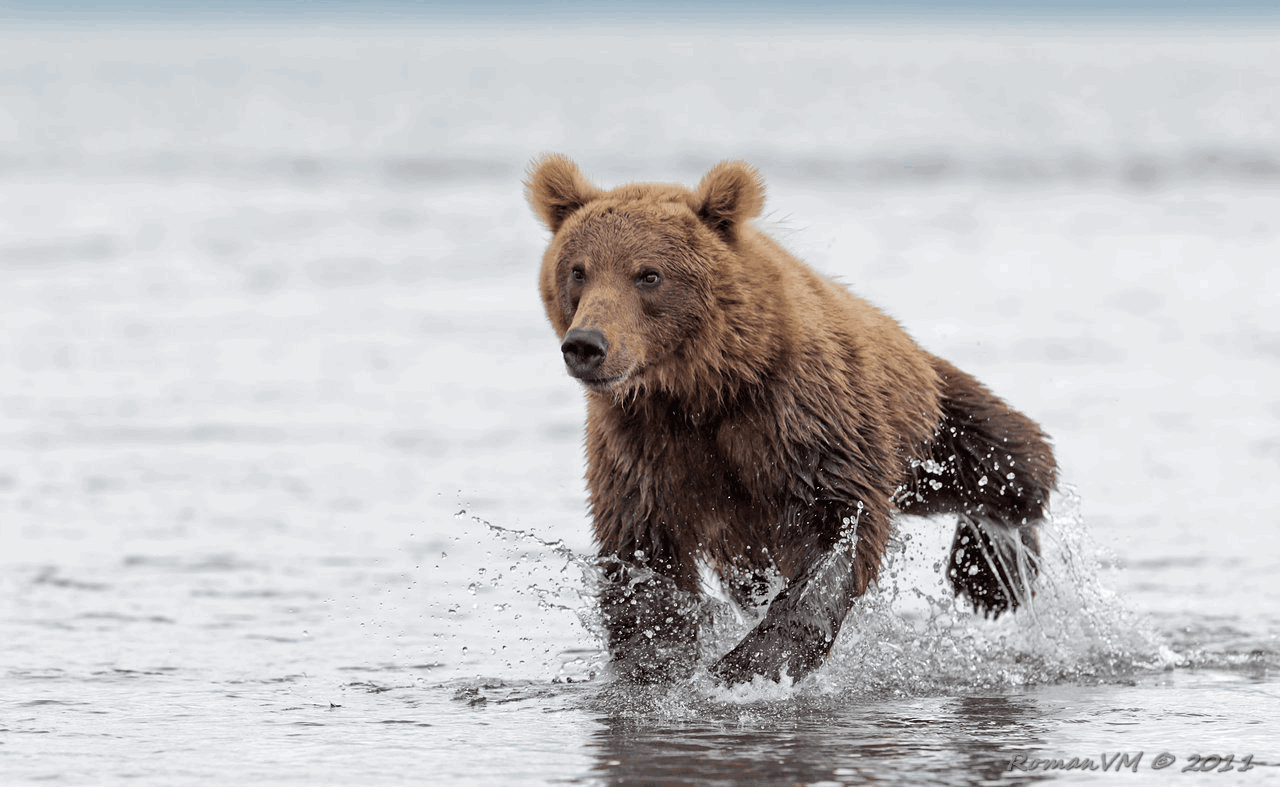 Run-Bear-Run