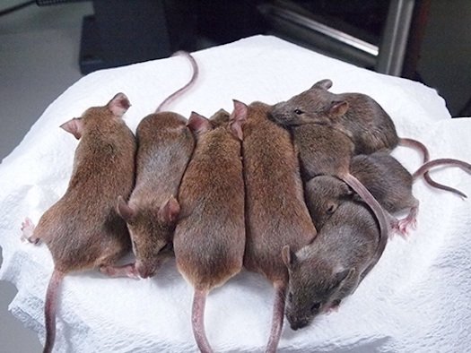 cloned-mice