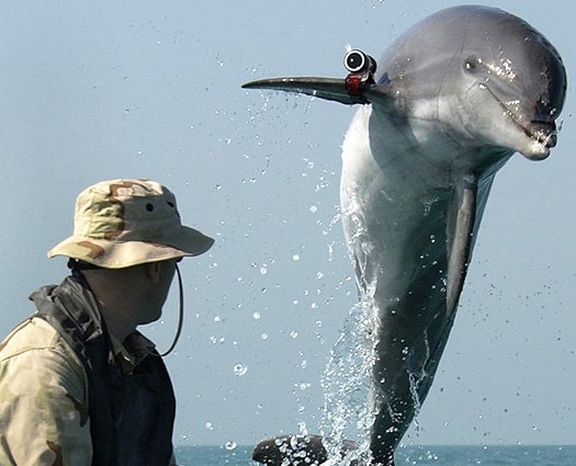 killer dolphin, spy, dolphin, russia