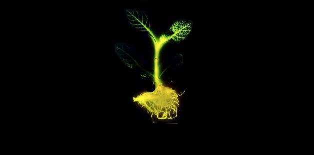 plant glowing1