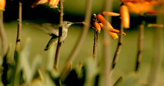 slowmotion